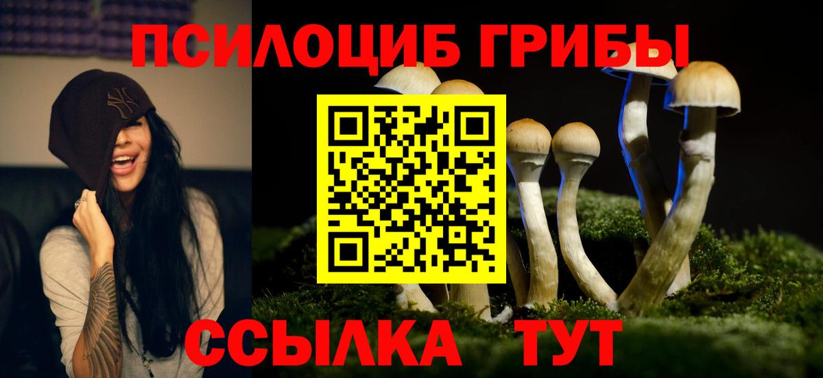 Сорочинск  Псилоцибиновые грибы Cubensis  Вход с VPN 